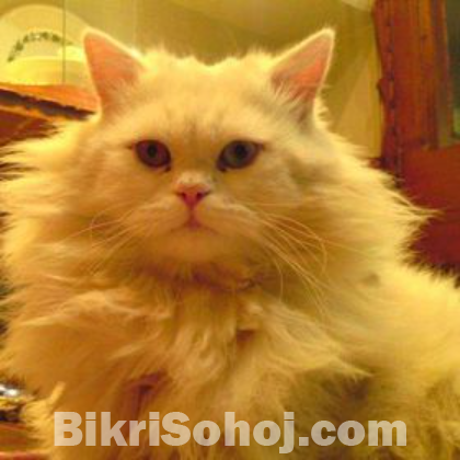 Triple core persian cat(male)